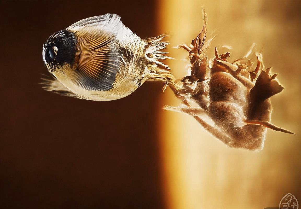 凯尔特人双探花闪耀：杰森·塔图姆与杰伦·布朗如何成长为顶级攻防一体球员